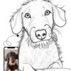 Custom Pencil Sketch Dog Portrait, Dog Portrait from Photo